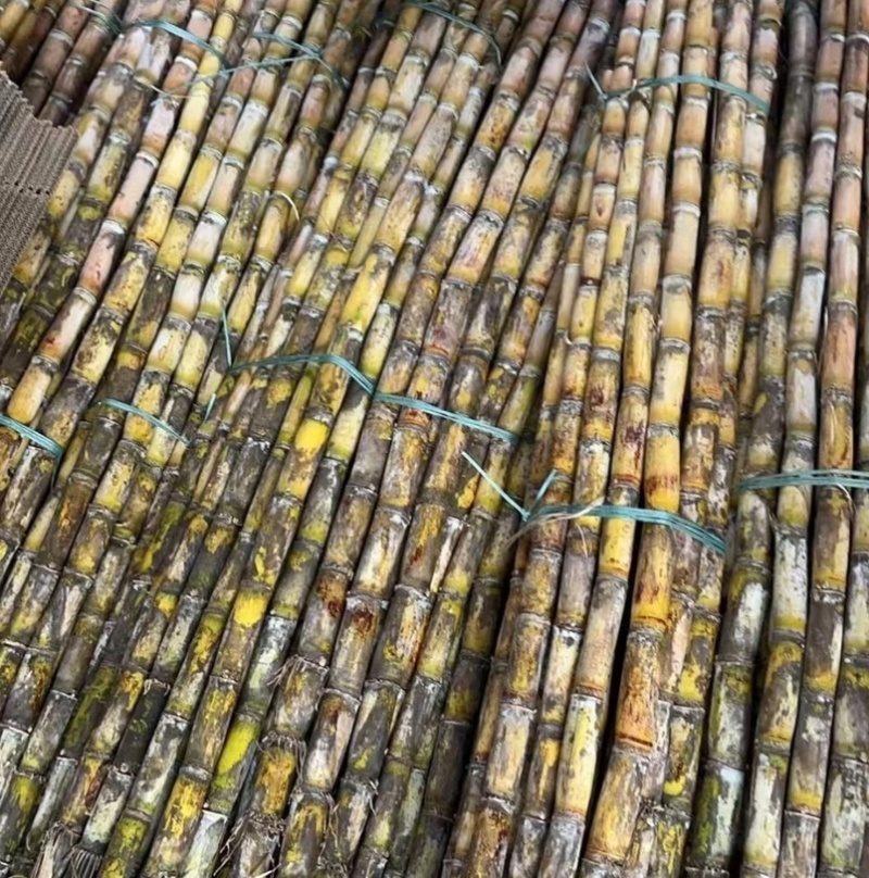青皮甘蔗大量批发新鲜水果薄皮多汁又脆又甜