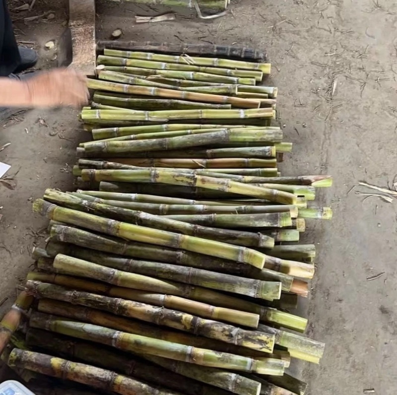 青皮甘蔗大量批发新鲜水果薄皮多汁又脆又甜