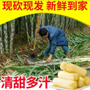 青皮甘蔗大量批发新鲜水果薄皮多汁又脆又甜