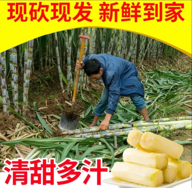 青皮甘蔗大量批发新鲜水果薄皮多汁又脆又甜