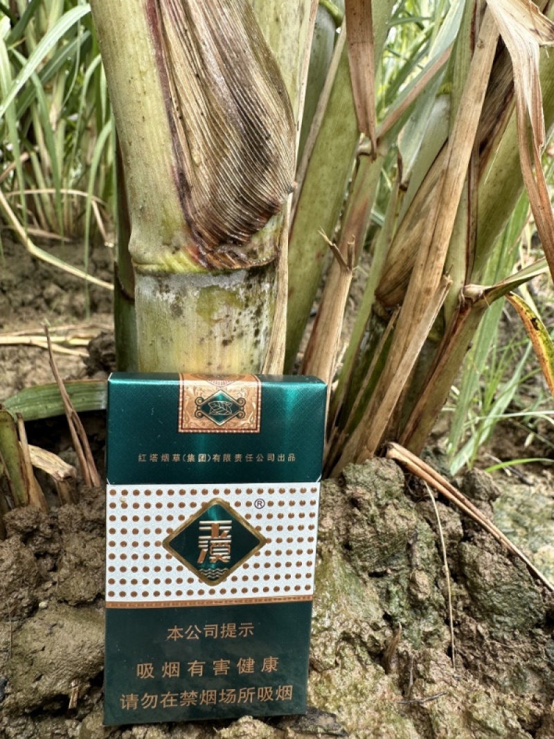 青皮甘蔗大量批发新鲜水果薄皮多汁又脆又甜