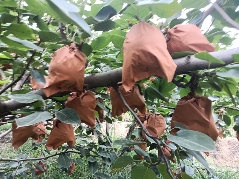 皇冠梨，产自陕西蒲城卤阳湖