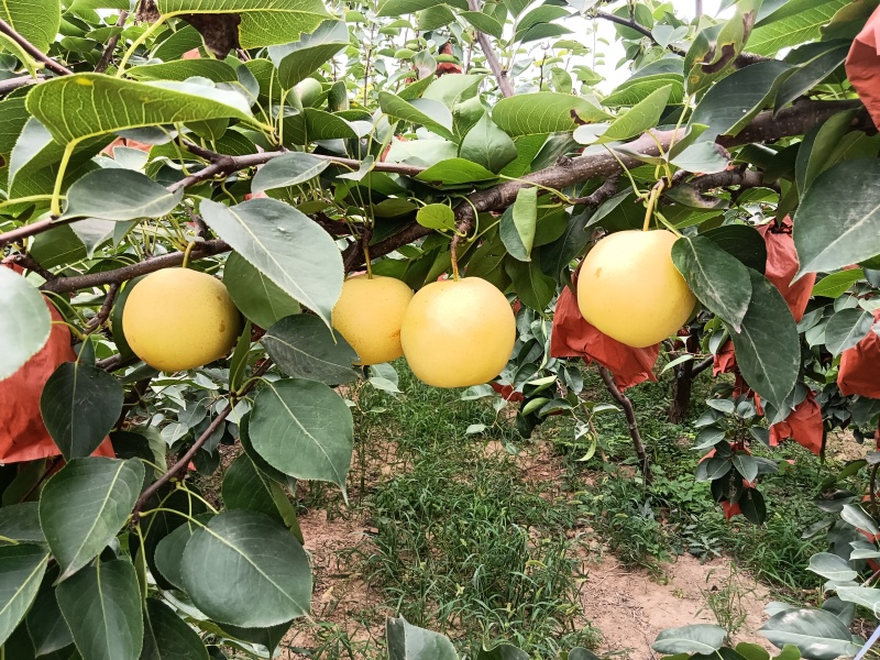 皇冠梨，产自陕西蒲城卤阳湖