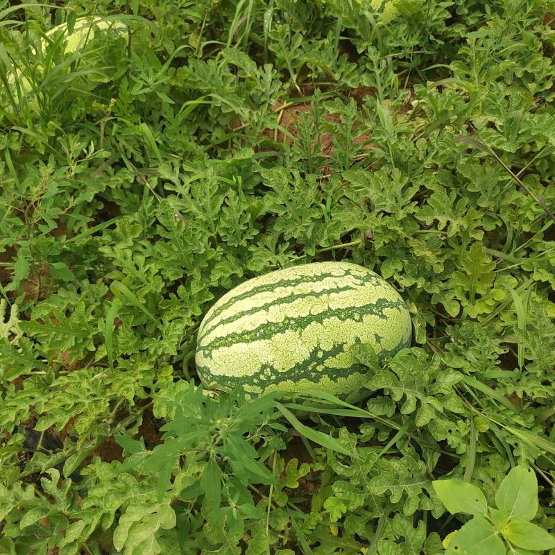 沙地西瓜