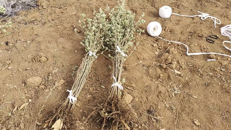 翅果油苗多少钱一棵，翅果苗价格，山西翅果苗批发