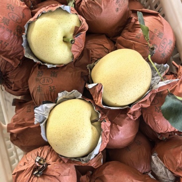 黄金梨