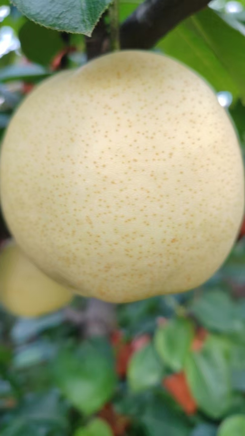黄金梨