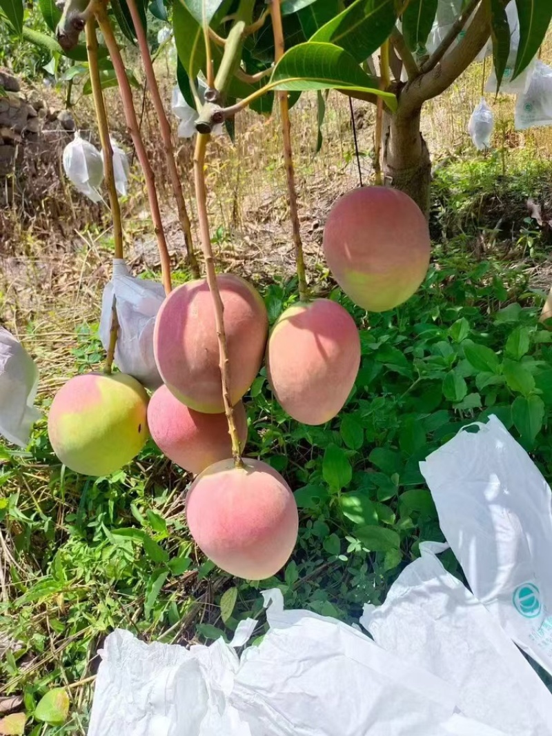 彩虹芒，产地直发，大量有货，可视频看货，规格齐全