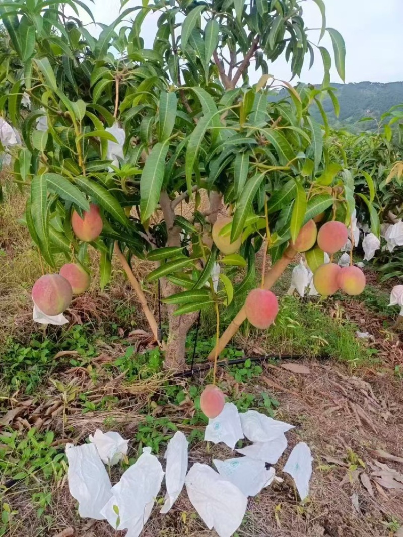 彩虹芒，产地直发，大量有货，可视频看货，规格齐全