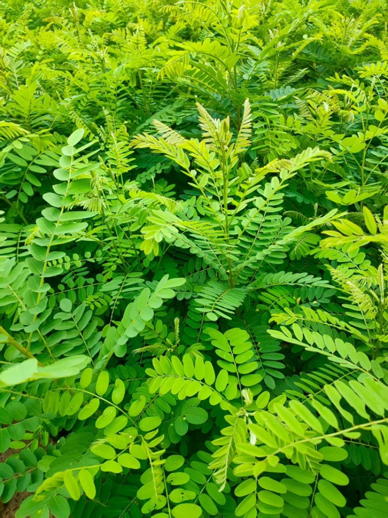 本苗圃长年大量出售紫穗槐，各种规格，欢迎咨询