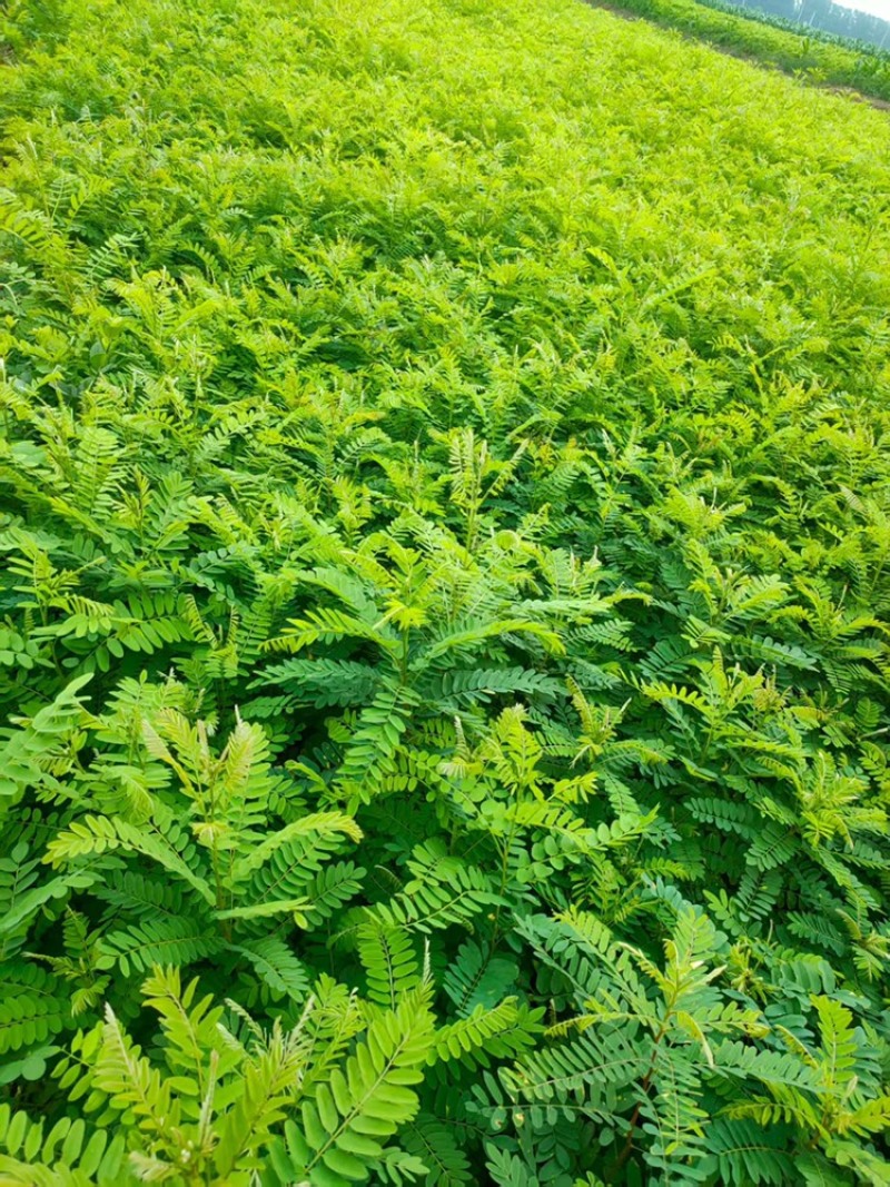 本苗圃长年大量出售紫穗槐，各种规格，欢迎咨询