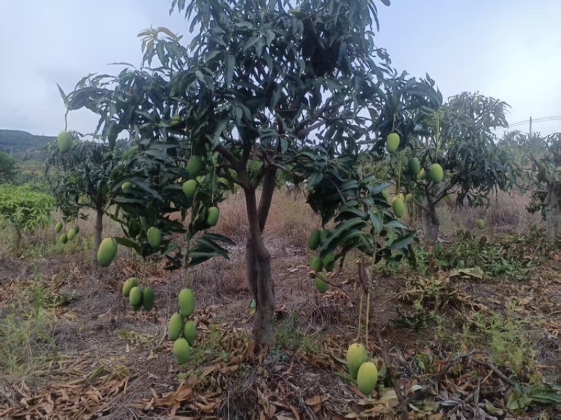椰香芒，产地直发，大量有货，欢迎各位老板咨询采购