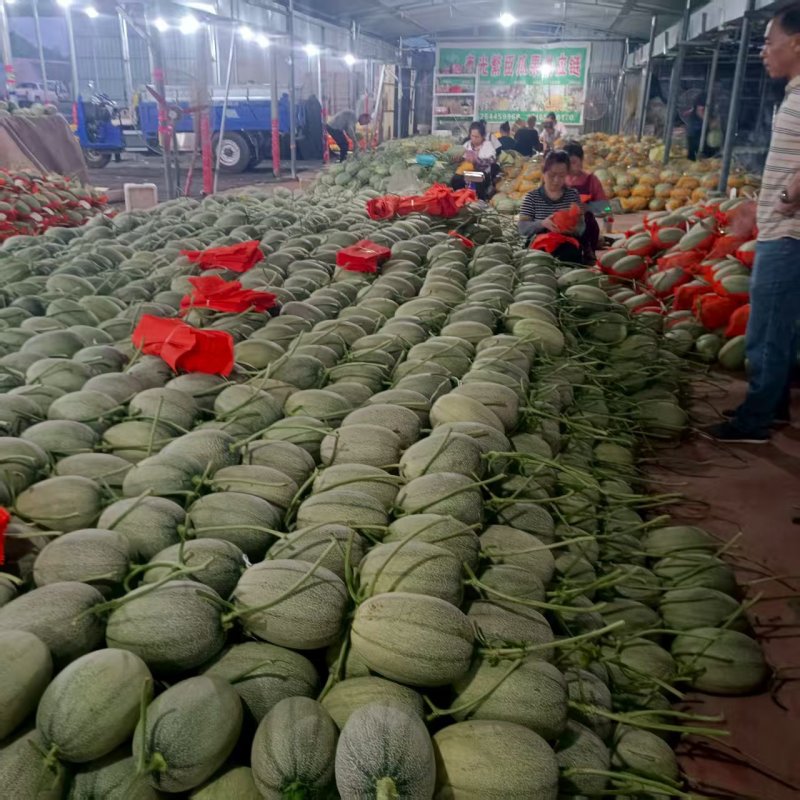 小蜜25号哈蜜瓜晓蜜25号产地量大看棚定货整车发货糖度高
