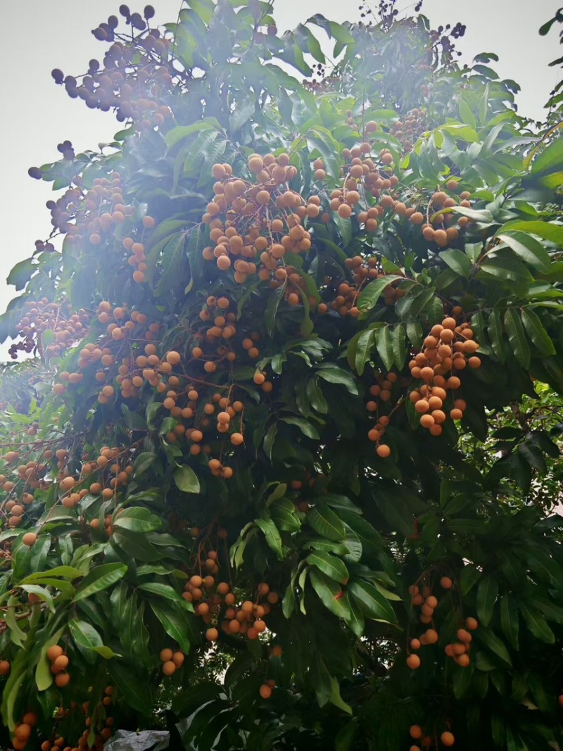 石夹龙眼广州花都区花山