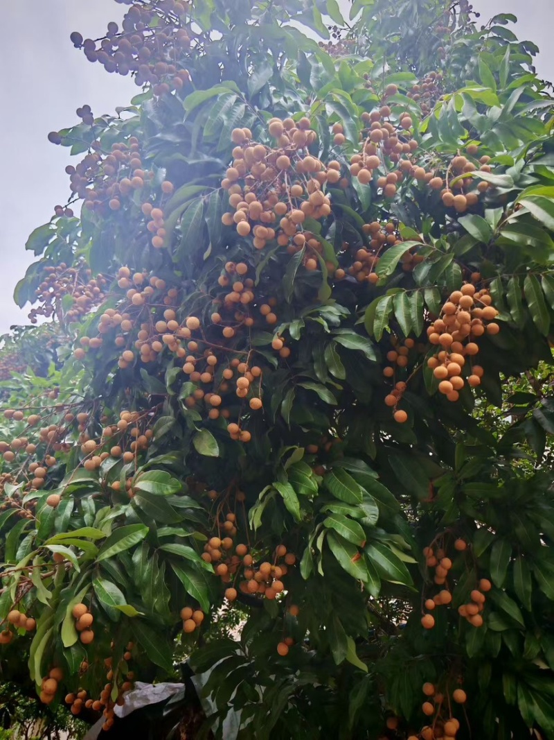 石夹龙眼广州花都区花山