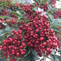汉源花椒