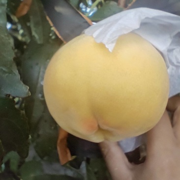 *“一口爆汁！锦绣黄桃的‘甜蜜’藏不住了