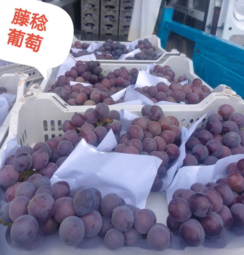 《乒乓球葡萄&藤稔葡萄》现摘现发/量大从优/可全国发货
