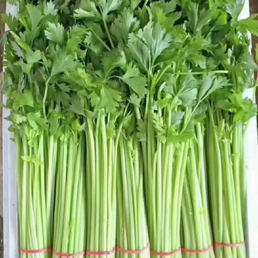 《热卖推荐》香芹大量上市，价格不贵，量大从优一条龙服务