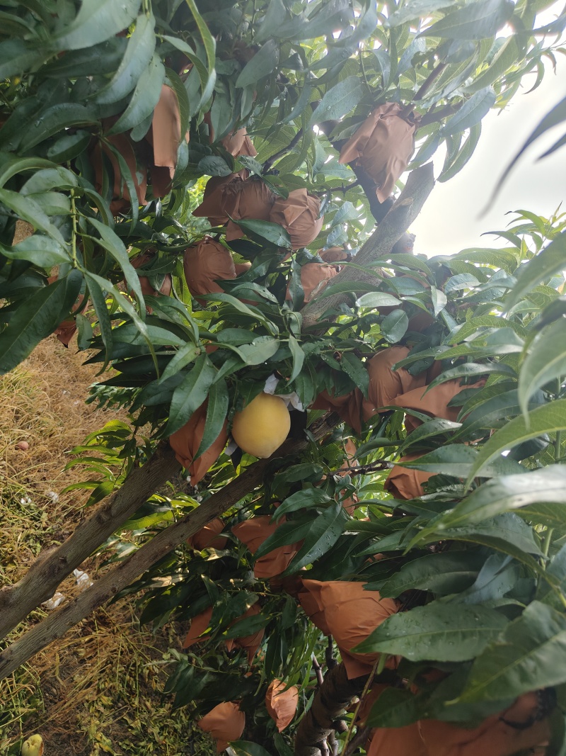 *“一口爆汁！锦绣黄桃的‘甜蜜’藏不住了