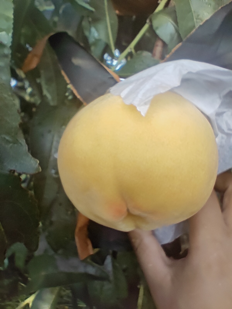 *“一口爆汁！锦绣黄桃的‘甜蜜’藏不住了