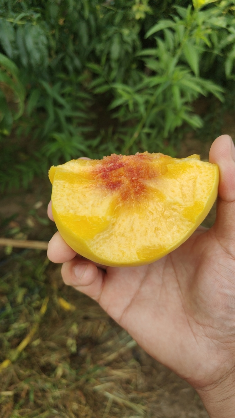 *“一口爆汁！锦绣黄桃的‘甜蜜’藏不住了