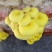 鸡油菌