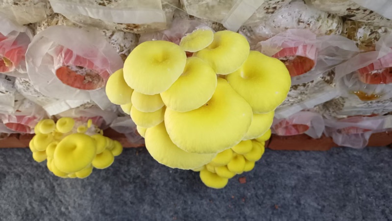鸡油菌