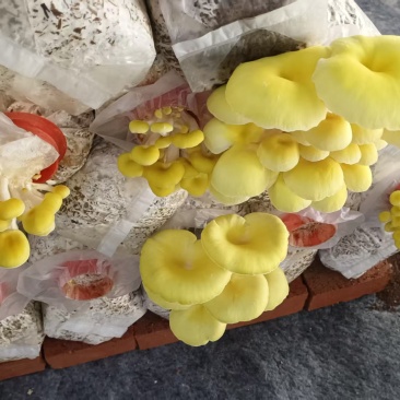 鸡油菌