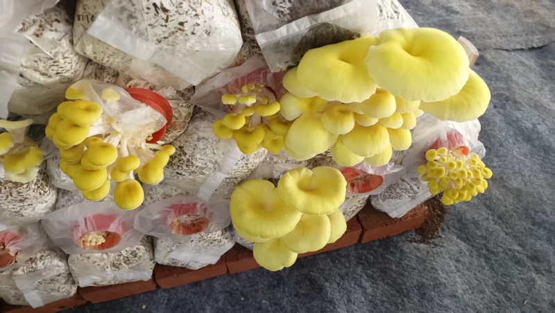鸡油菌