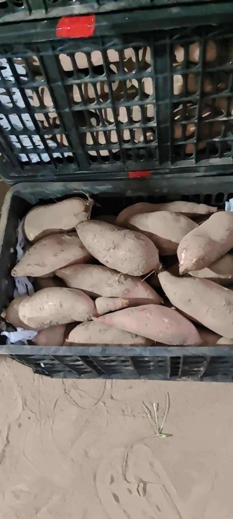 精品红薯龙九红薯一手货源量大从优价格美丽