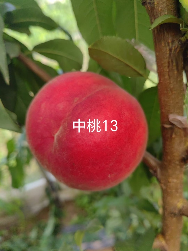 中桃13桃苗早熟硬溶质浓甜红桃