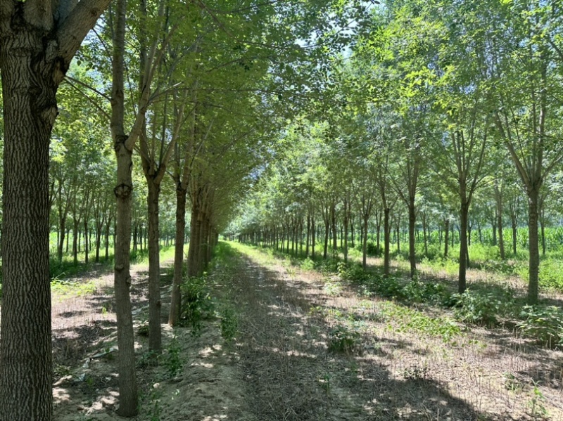 六年15公分白蜡树