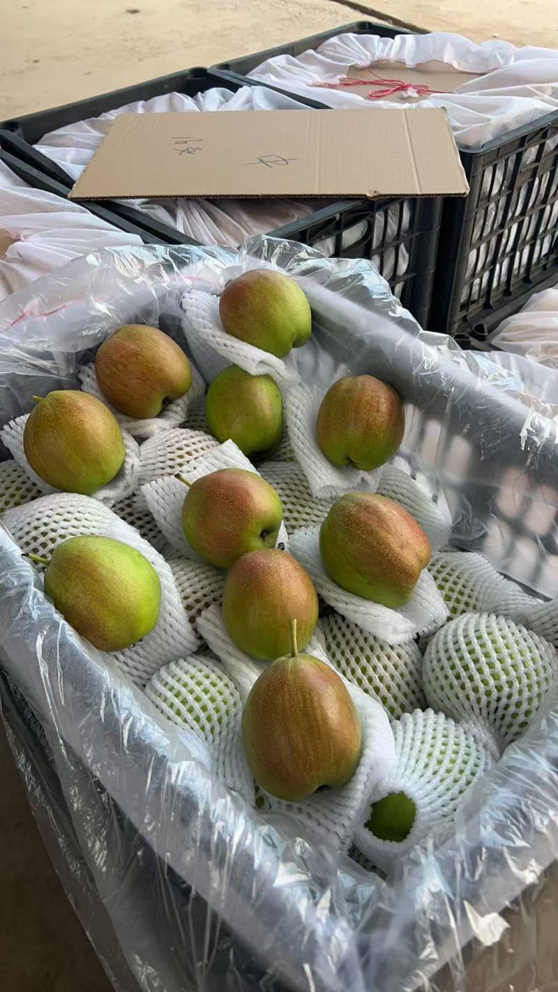 精品红香酥