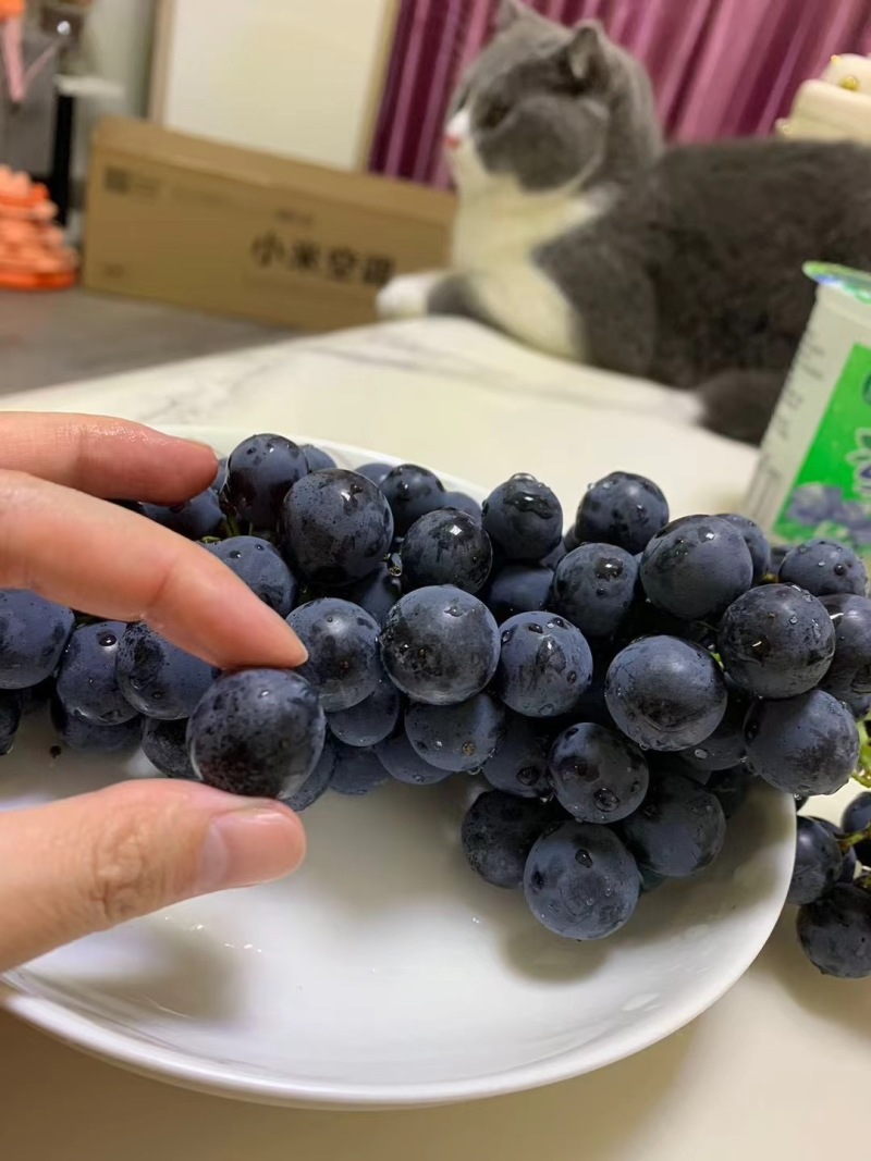 果园直销