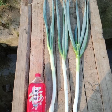 四川大葱