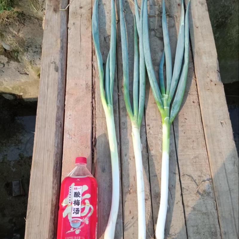 四川大葱