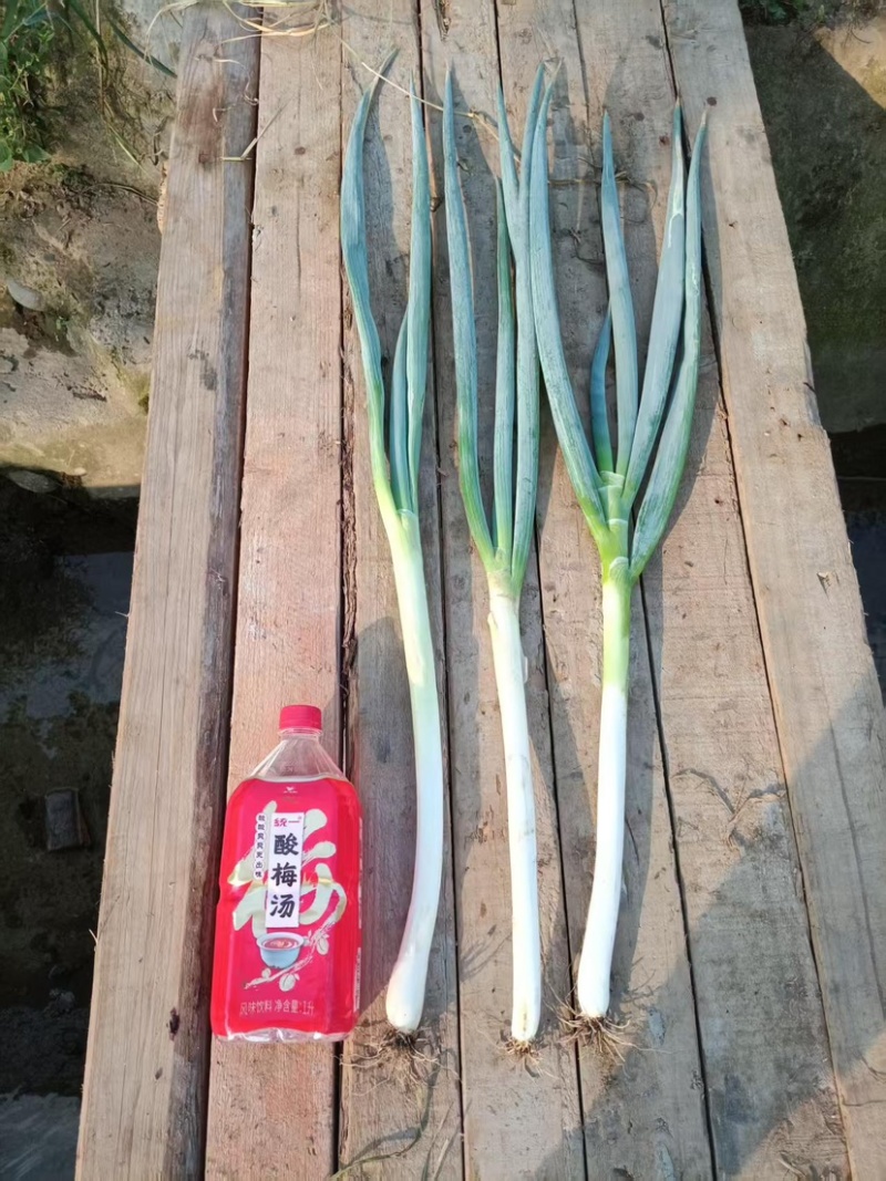 四川大葱