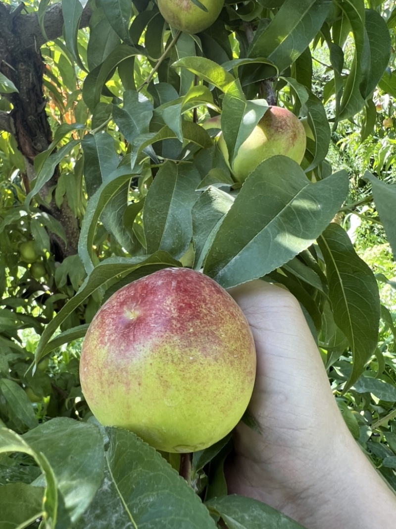 新疆，中油桃8号，油桃🍑