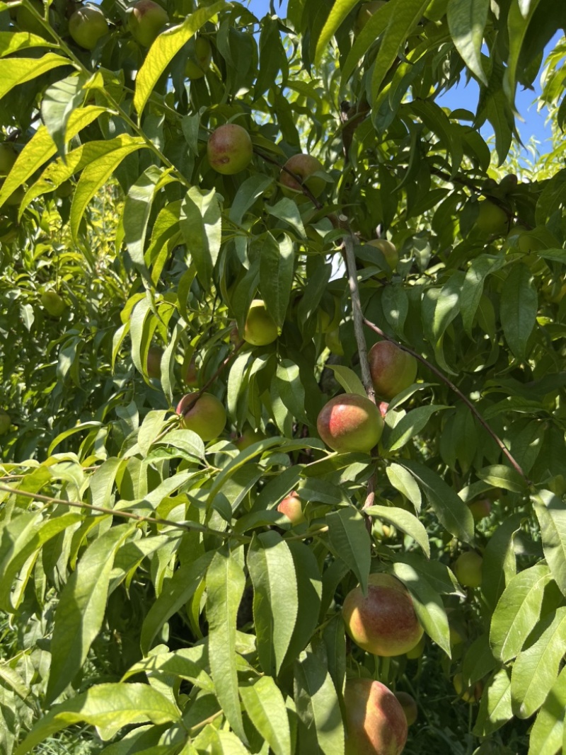 新疆，中油桃8号，油桃🍑