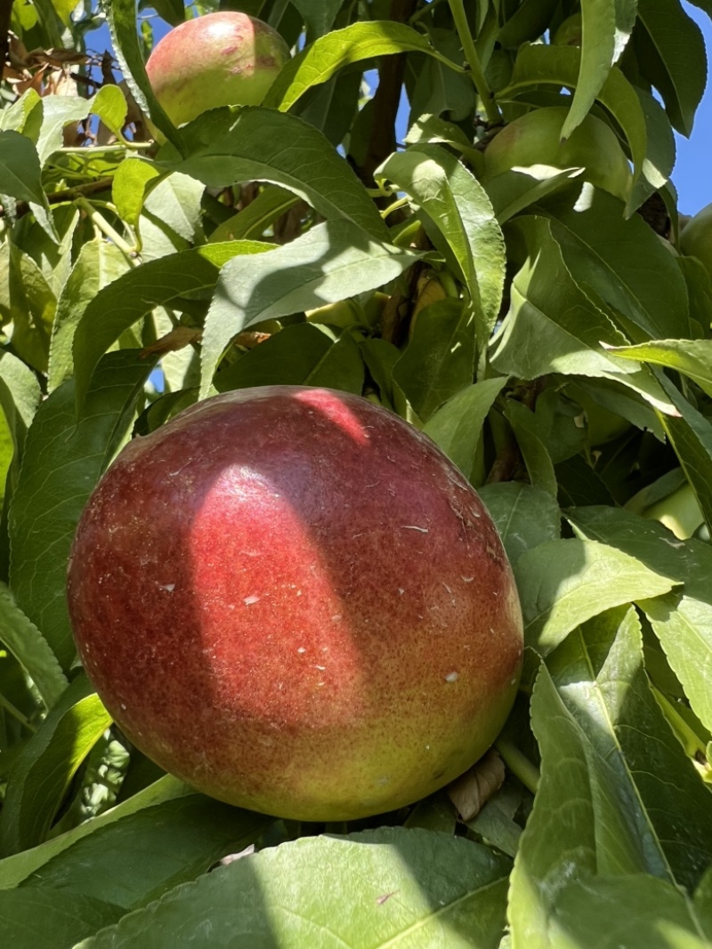 新疆，中油桃8号，油桃🍑