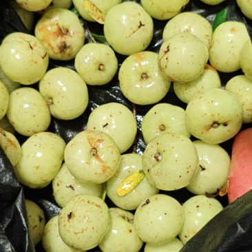 油柑果