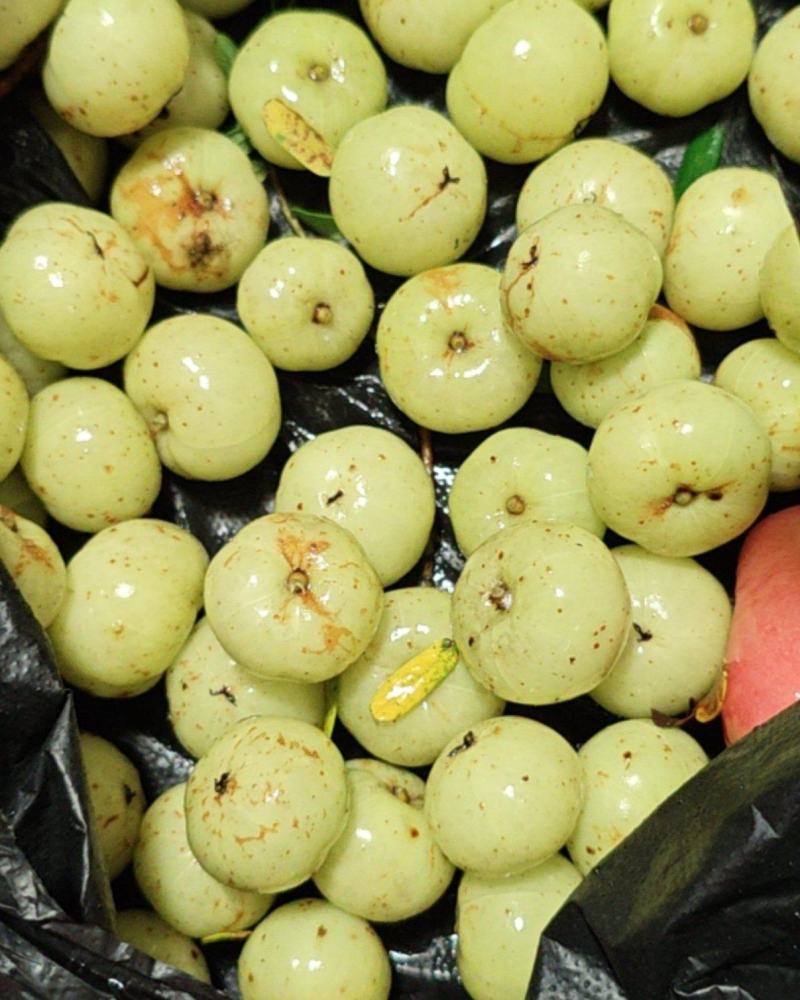 油柑果