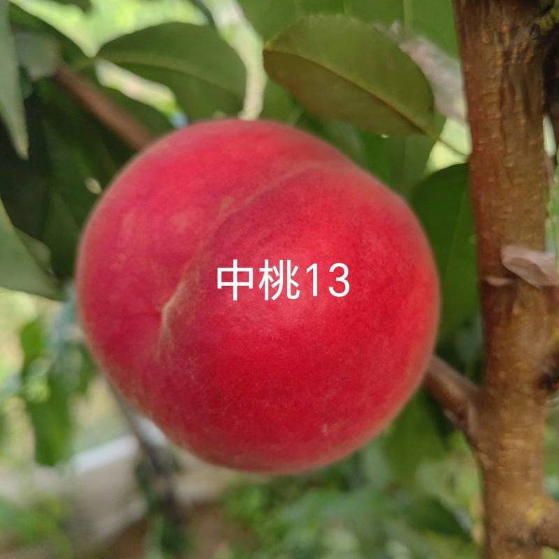 中桃13桃苗早熟硬溶质浓甜红桃