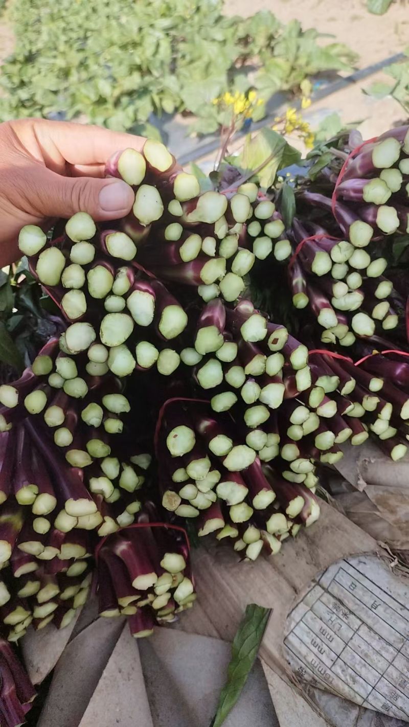 甘孜州道孚八美镇红油菜苔已上市