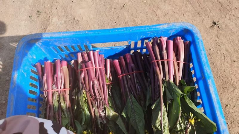 甘孜州道孚八美镇红油菜苔已上市