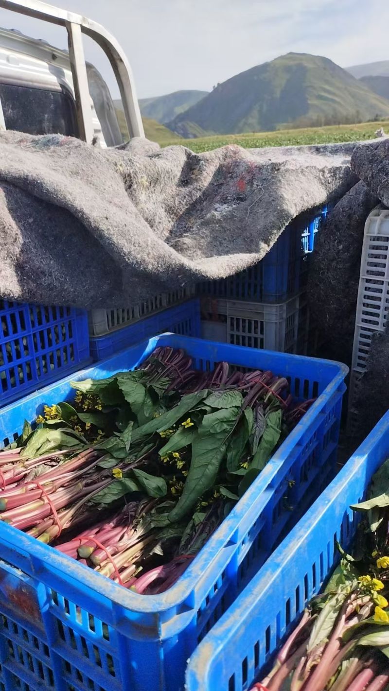 甘孜州道孚八美镇红油菜苔已上市