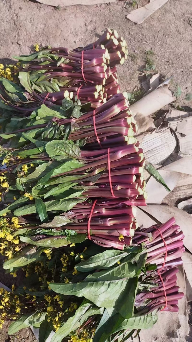 甘孜州道孚八美镇红油菜苔已上市