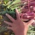 甘孜州道孚八美镇红油菜苔已上市