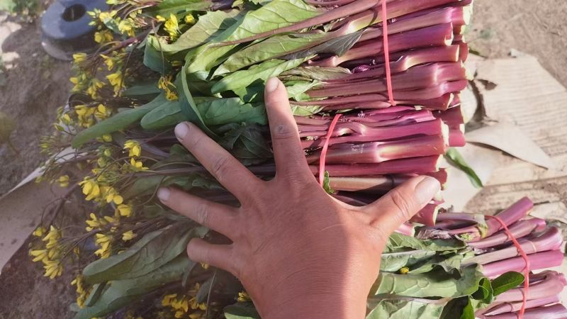 甘孜州道孚八美镇红油菜苔已上市